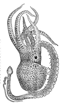 Among many pioneering zoological observations, Aristotle described the reproductive hectocotyl arm of the octopus (bottom left).