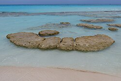 Stromatolites at Highborne Cay, in the Exumas, The Bahamas