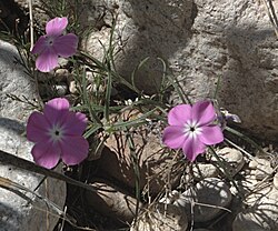 Phlox triovulata (three-seed phlox), New Mexico, US