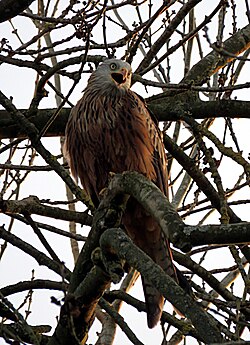A young red kite in Cookham, Berkshire.