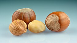 Ripe hazelnuts