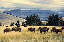 Bison herd grazing at the CSKT Bison Range in Montana