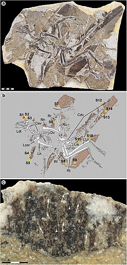 Photograph of specimen YTGP-T5199 and diagram showing plumage