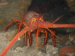 External videos Lobster migration train(from The Trials of Life)