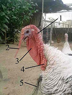 Anatomical structures on the head and throat of a domestic turkey. 1. Caruncles 2. Snood 3. Wattle (dewlap) 4. Major caruncle 5. Beard. During sexual behavior, these structures enlarge or become brightly colored.