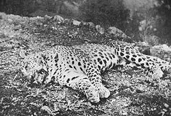 The Panar Leopard killed by Jim Corbett