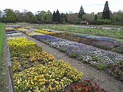 Trials field at the RHS Garden Wisley, showing some of the hundreds of varieties assessed for the RHS Recommended: Award of Garden Merit