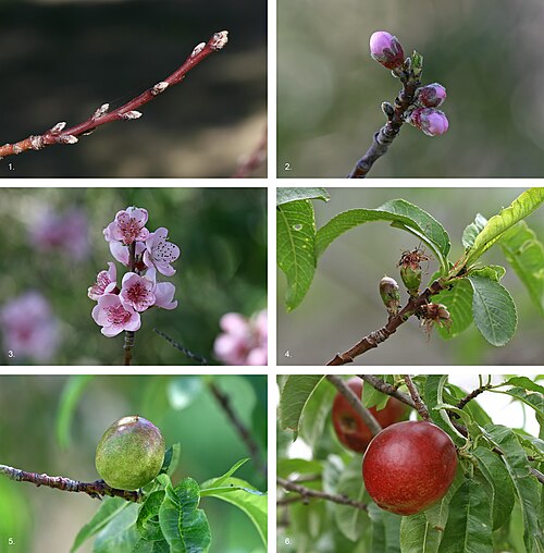 The developmental sequence of a nectarine over a 7+1⁄2-month period, from bud formation in early winter to fruit ripening in midsummer