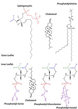 The most common red blood cell membrane lipids, schematically disposed as they are distributed on the bilayer. Relative abundances are not at scale.