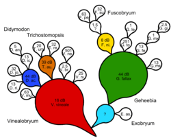 A Besseyan cactus evolutionary tree of the moss genus Didymodon with generalized taxa in color and specialized descendants in white. Support measures are given in terms of Bayes factors, using deciban analysis of taxon transformation. Only two progenitors are considered unknown shared ancestors.
