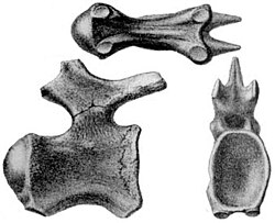 Lectotype of Titanosaurus indicus, the name-bearing genus of Titanosauria