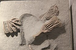 Fossil crinoids, Henan Geological Museum, Zhengzhou, China