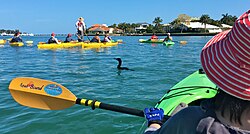 Ecotour guide stands on a kayak spotting dolphins and manatees, around Lido Key, Florida