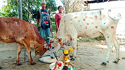 A Nepali couple worships a cow and calf as Lakshmi on the day of Tihar festival.