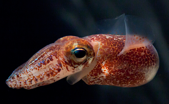 Hawaiian bobtail squid swimming slowly by undulating its fins