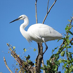 The range of the little egret (Egretta garzetta) has expanded since the 20th century, with the species having colonised most of the New World.