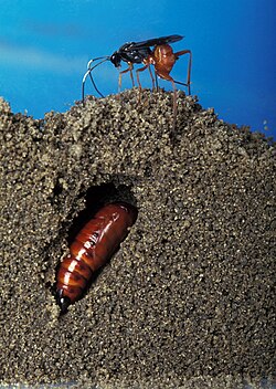 A wasp, Diapetimorpha introita, is preparing to lay an egg in a H. zea pupal tunnel.