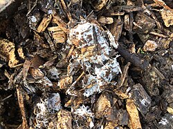 Widespread white fungus in wood chip mulch in an Oklahoma garden[53]