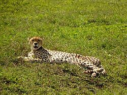 Cheetah in Ngorongoro