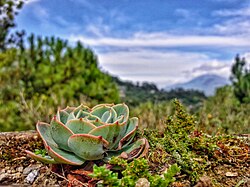 The Grinnellian niche can be described as the "needs" niche, or an area that meets the environmental requirements for an organism's survival. Most succulents are native in dry, arid regions like deserts and require large quantities of sun exposure.