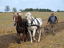 Traditional ploughing: a farmer works the land with horses and plough.