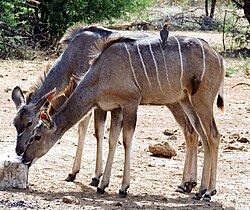 Red-billed oxpeckers on female greater kudu