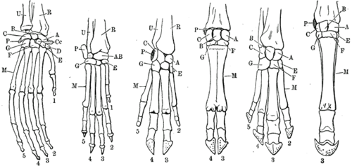 Forelimbs in mammals have varying functions but are all homologous.