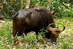 Gaur (Indian bison) can interbreed with domestic cattle.