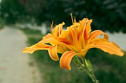 The orange daylily (Hemerocallis fulva) in China