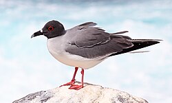 Swallow-tailed gulls are endemic to the Galapagos Islands.
