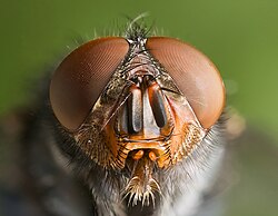 Arthropods such as this blue bottle fly have compound eyes.