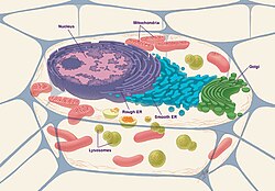 Diagram of a typical generalized eukaryotic cell