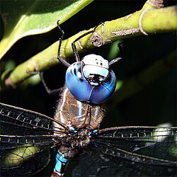 The head of darner dragonfly (Basiaeschna janata)