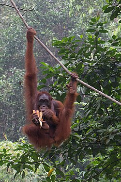 An orangutan peeling a banana with its hand and foot