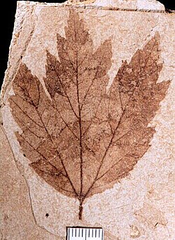 A leaf fossil of Acer florissanti from the Late Eocene in the Florissant Formation, Florissant, Colorado, United States