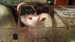 A laboratory rat in a Skinner box