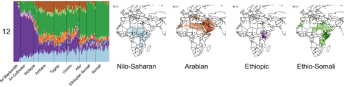 Admixture analysis of the Horn