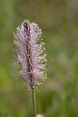 Before Species Plantarum, this plant was referred to as "Plantago foliis ovato-lanceolatis pubescentibus, spica cylindrica, scapo tereti"; Linnaeus renamed it Plantago media.