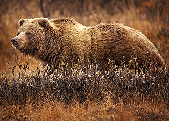 Like many mammals, grizzly bears are covered in thick fur.