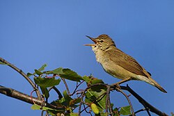 Reed warblers, such as this Blyth's reed warbler (Acrocephalus dumetorum), are now in the Acrocephalidae