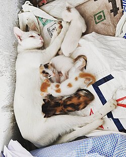 Mother cat with her different-colored offspring