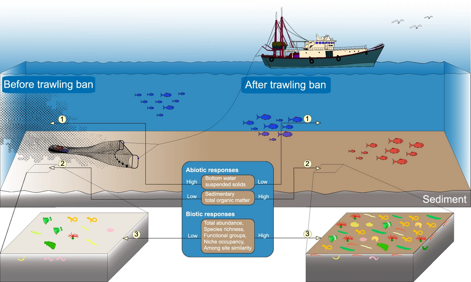 Abiotic and biotic responses to a territory-wide trawl ban in Hong Kong waters. Abiotic responses: (1) lower bottom water suspended-solid loads, (2) higher sedimentary organic contents; and biotic responses include: (3) higher site-based abundance, species richness, functional diversity, niche occupancy and among-site similarity of macrobenthos.[68]