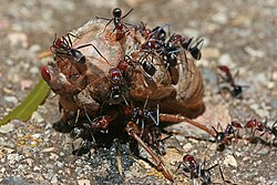 Meat ants feeding on a cicada: social ants cooperate and collectively gather food