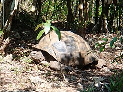 The Aldabra giant tortoise (Aldabrachelys gigantea) has helped to restore ecological equilibrium on two islets off Mauritius, including the Île aux Aigrettes (pictured).