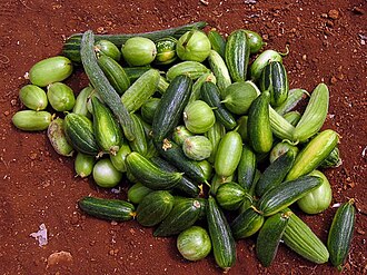 Carosello and Barattiere, Italian landraces of Cucumis melo whose fruits are eaten unripe