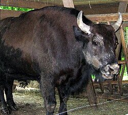 Żubroń, a European bison–cattle hybrid