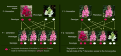 Intermediate inheritance of flower colour due to incomplete dominance[5]