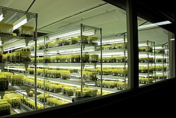The cold storage room for the banana collection at Bioversity International's Musa Germplasm Transit Centre