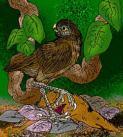 Reconstruction of the Cuban giant owl (Ornimegalonyx oteroi), of Pleistocene Cuba, with the carcass of a large solenodon