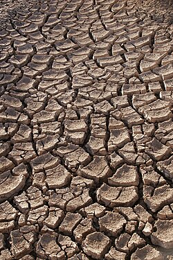 Contraction and desiccation cracks in the dry earth of the Sonoran Desert, northwestern Mexico